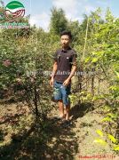Hồng cổ SaPa