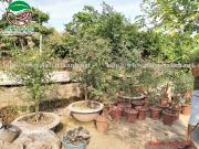 Hồng cổ SaPa
