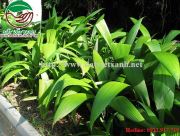 Cây Cô Nốc Rộng