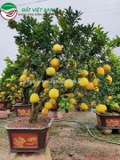 Bưởi tết