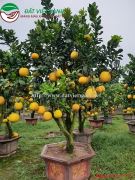 Bưởi tết