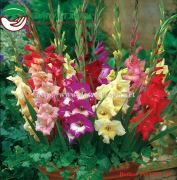 Hoa lay ơn
