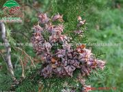 Trắc Bách Diệp