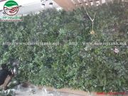 Vườn tường cây nhựa Nguyễn Huy Tưởng