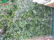 Vườn tường cây nhựa Nguyễn Huy Tưởng