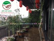 Chăm sóc vườn tường sau tại căn nhà số 160 - Yên Hoa - Tây  Hồ - Hà Nội