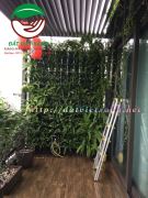 Chăm sóc vườn tường sau tại căn nhà số 160 - Yên Hoa - Tây  Hồ - Hà Nội