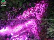Vườn tường Lavender spa - Điện Biên Phủ - HN