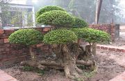 Cây lồng mứt ghép mai